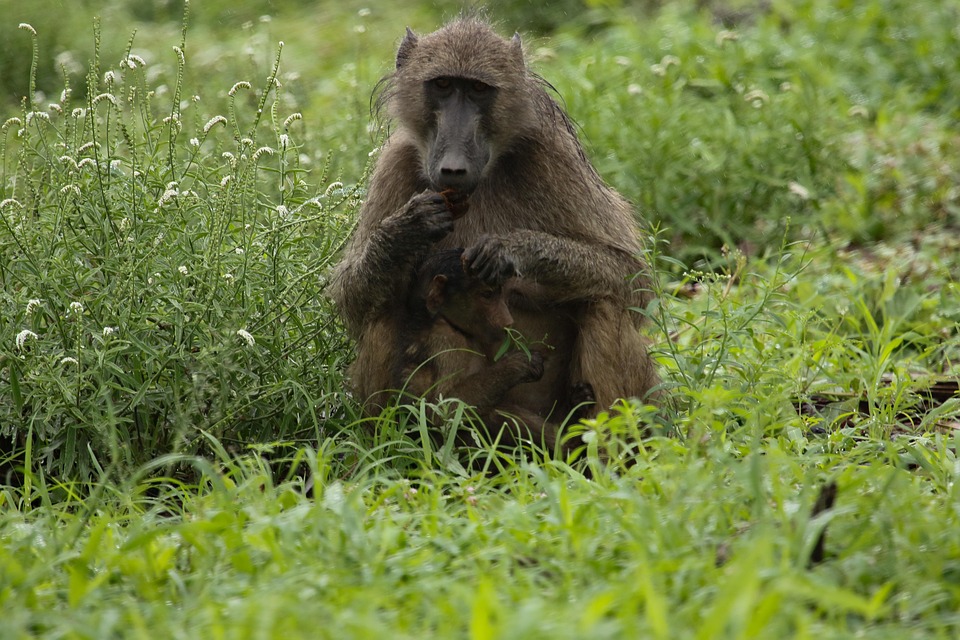 When Prayers Meet Primates: Baboon invades Kasese Church